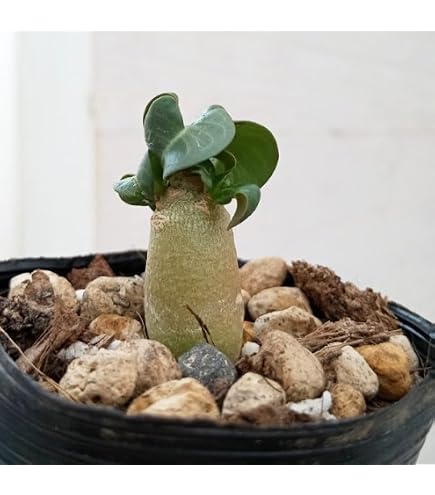 【極美タコ足/超極太/塊根植物】アデニウム アラビカム ゴジ タコ足A-2鉢植え Amazon｜極美タコ足超極太塊根植物アデニウム アラビカム ゴジ タコ足A